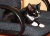 Cat Graphic