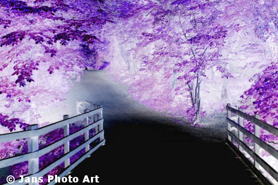 The Spooky Path
